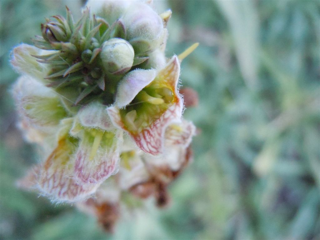 Passo Godi (AQ) : Digitalis ferruginea